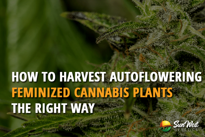 how to harvest autoflowering fem