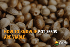 how to know if pot seeds are viable