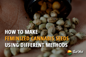 how to make feminized cannabis s