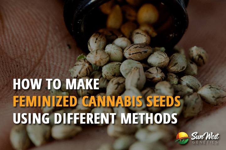 how to make feminized cannabis s