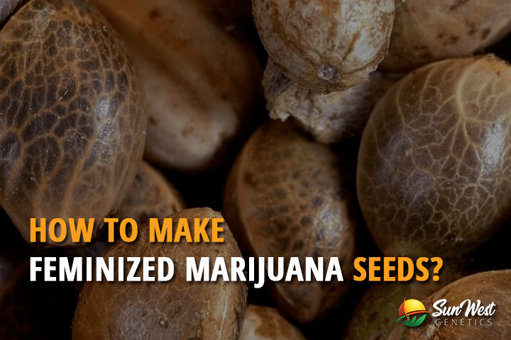 how to make feminized marijuana seeds