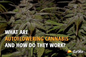 what are auto feminized seeds and how do they work