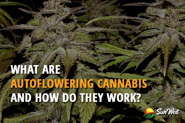 what are auto feminized seeds and how do they work