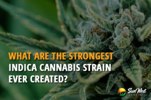 what are the strongest indica cannabis strains ever created