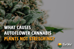 what causes autoflower cannabis plants not stretching
