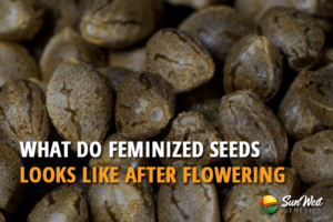 what do feminized seeds look like after flowering