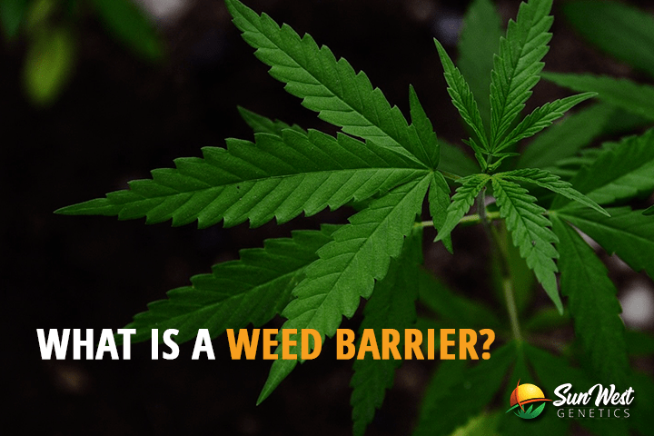 what is a weed barrier