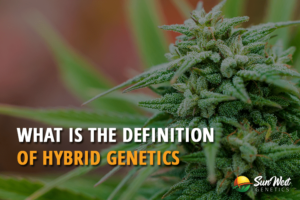 what is the definition of hybrid