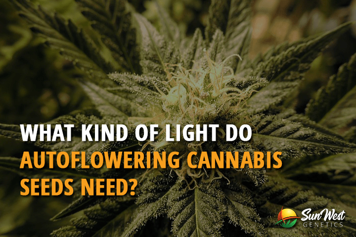 what kind of light do autoflowering cannabis seeds need