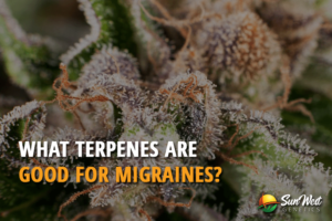 what terpene are good for migranes