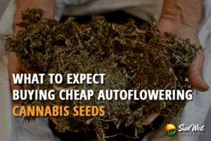 what to expect from buying cheap autoflowering cannabis seeds