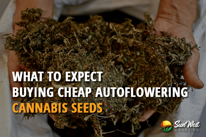 what to expect from buying cheap autoflowering cannabis seeds