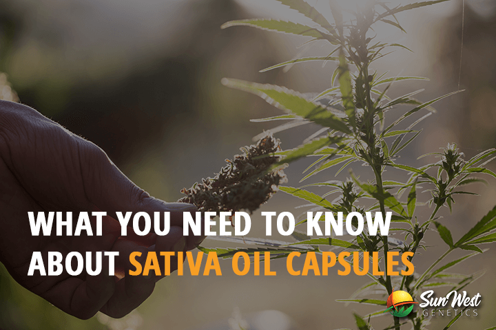 what you need to know about sativa oil capsules