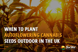 when to plant autoflowering cannabis seeds outdoor in the uk 2