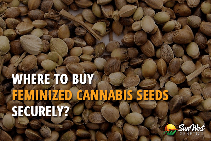 where to buy feminized cannabis