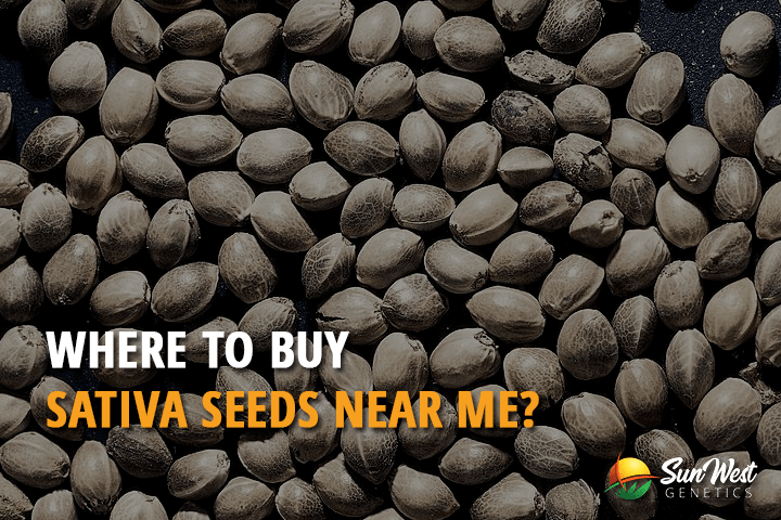 where to buy sativa seeds near me