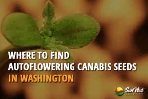 where to find autoflowering cannabis seeds in washington