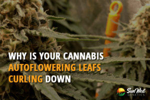 why is your cannabis autoflowering leafs curling down