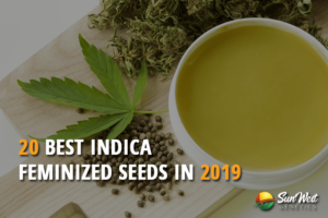 20 best indica feminized seeds in 2019