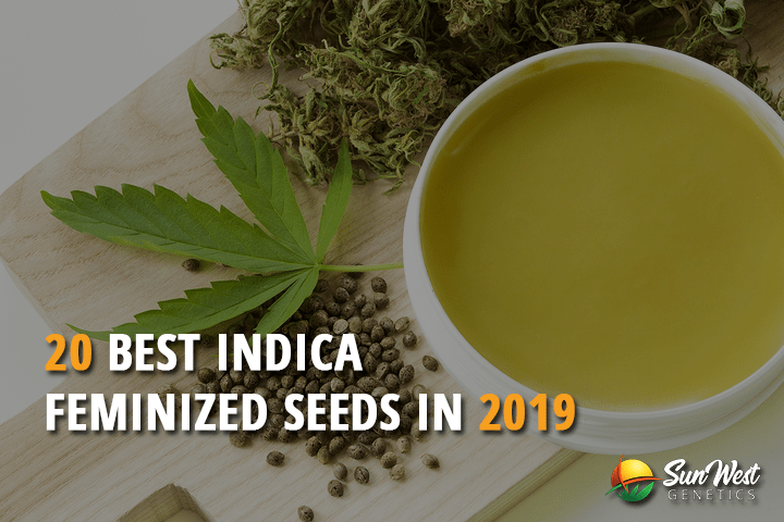 20 best indica feminized seeds in 2019