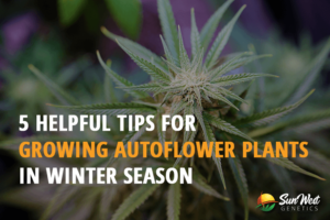 5 helpful tips for growing autoflower plants in winter season