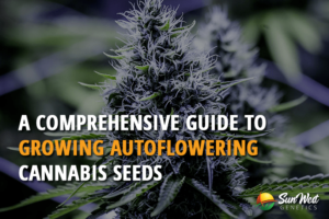 a comprehensive guide to growing autoflowering cannabis seeds