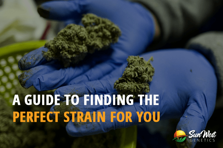 a guide to finding the perfect strain for you