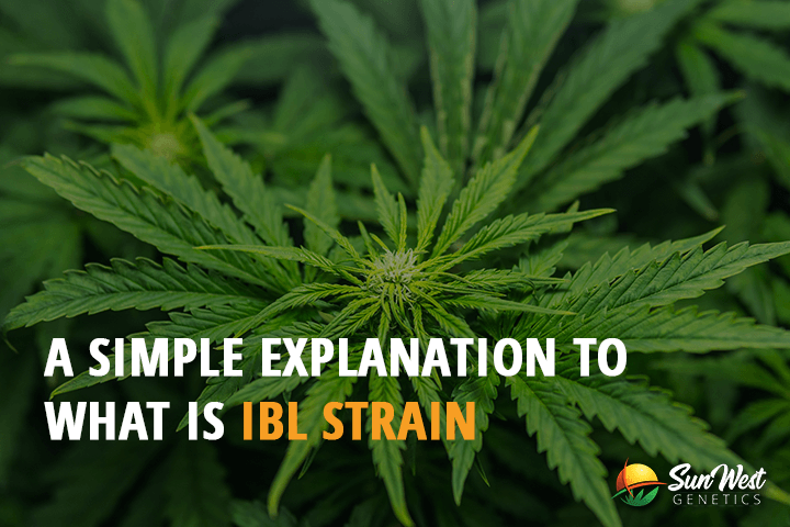 a simple explanation to what is ibl strain