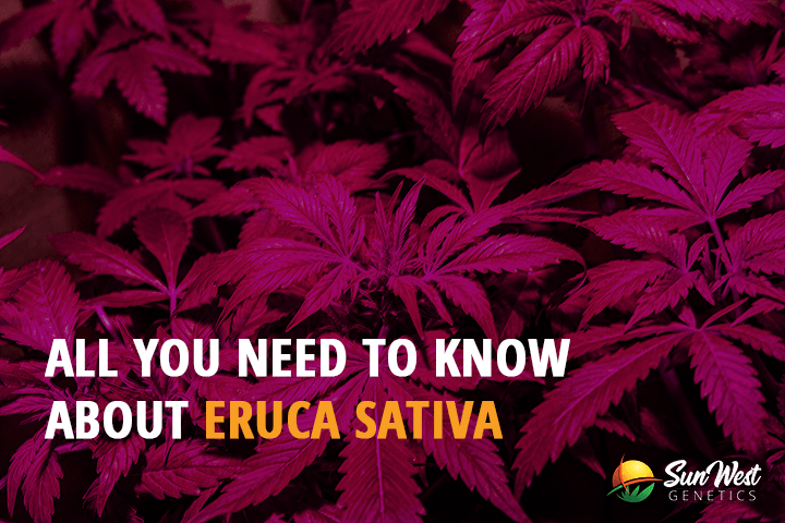 all you need to know about eruca sativa