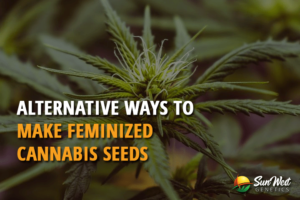 alternative ways to make feminized cannabis seeds