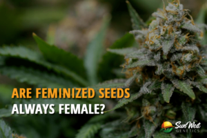 are feminized seeds always female
