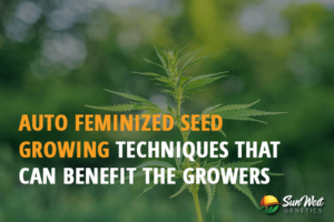 auto feminized seed growing techniques that can benefit the growers