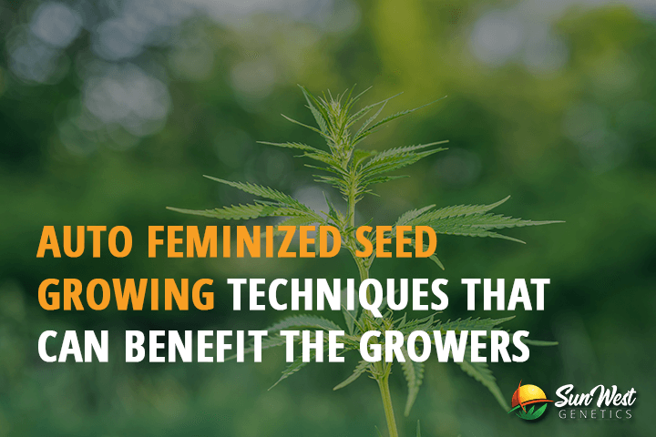 auto feminized seed growing techniques that can benefit the growers