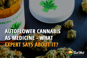 autoflower cannabis seeds as medicine what expert says about it