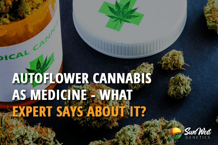 autoflower cannabis seeds as medicine what expert says about it