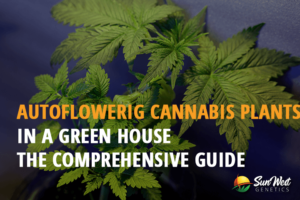 autoflowering cannabis plants in a greenhouse the comprehensive guide