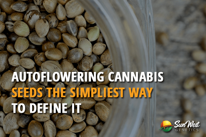 autoflowering cannabis seeds the simplest way to define it