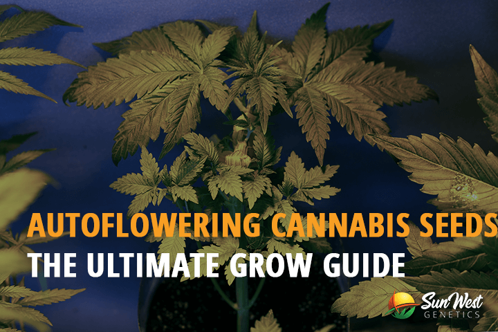 autoflowering cannabis seeds the ultimate grow guide