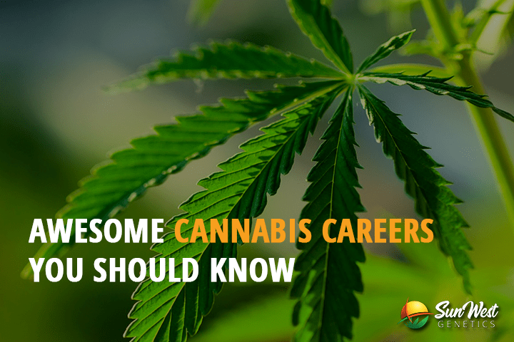 awesome cannabis career you should know