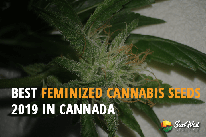 best feminized cannabis seeds 2019 in canada