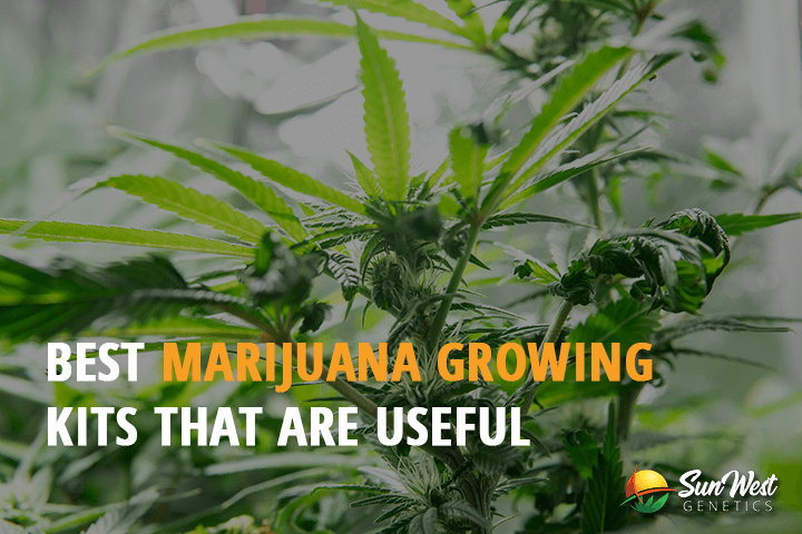 best marijuana growing kits that are useful