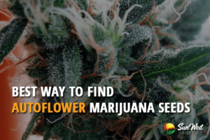 best way to find cheap autoflower marijuana seeds