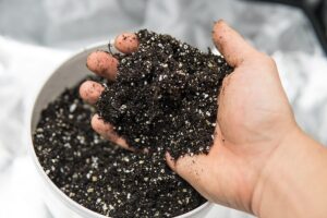 picking the right soil for your marijuana plants