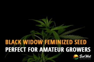 black widow feminized seeds perfect for amateur growers 1