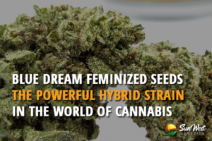 blue dream feminized seeds the powerful hybrid strain in the world of cannabis