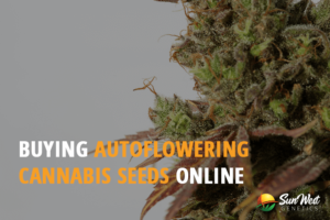 buying autoflowering cannabis seeds online expect the unexpected