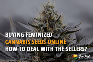 buying feminized cannabis seeds online how to deal with the sellers