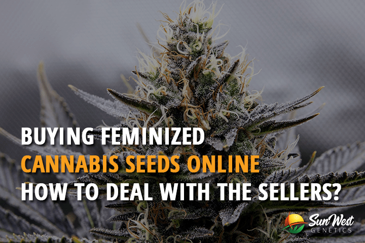 buying feminized cannabis seeds online how to deal with the sellers