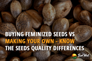 buying feminized seeds vs making your own know the seeds quality differences