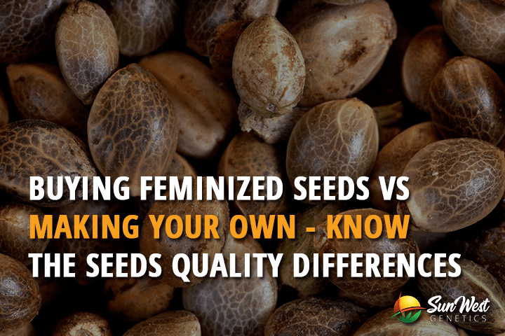 buying feminized seeds vs making your own know the seeds quality differences